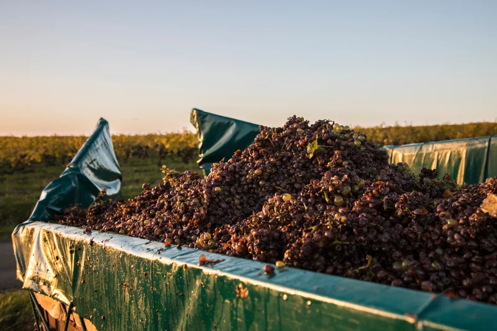 Freshly picked grapes piled in a harvest crate