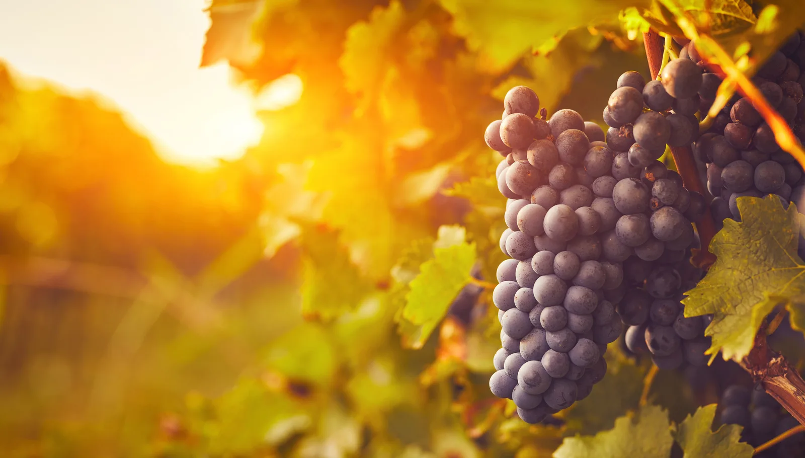 Bunches of ripe grapes on the vine in golden light