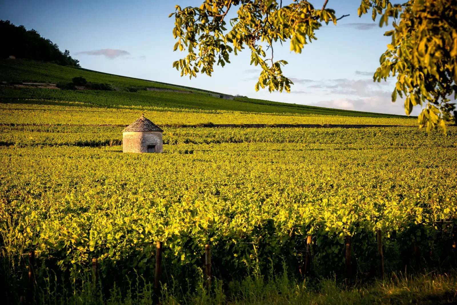 Vineyards in the late summer sun, ready for the harvest
